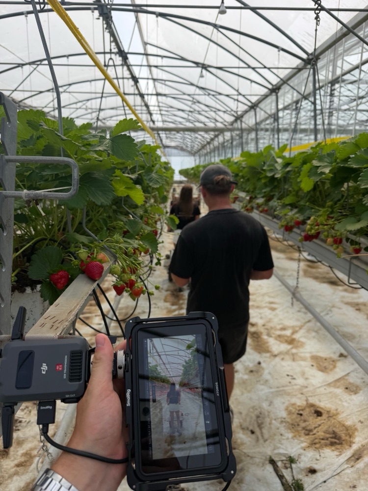 Opnamedag in de serres bij een aardbeikweker